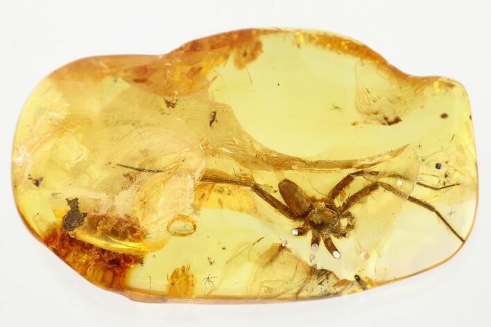 Detailed Fossil Nursery Web Spider (Pisauridae) In Baltic Amber #321726